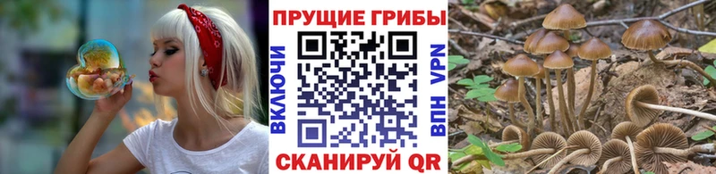 Псилоцибиновые грибы Cubensis Миньяр