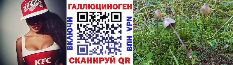 где купить   Миньяр  блэк спрут как войти  Галлюциногенные грибы Cubensis 